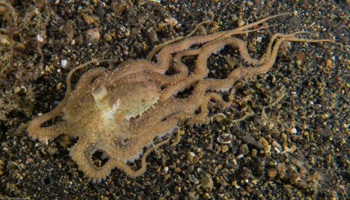 Unidentified Octopus